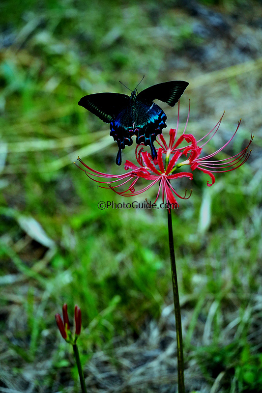 꽃무릇-나비-사진