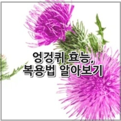 엉겅퀴 효능, 복용법 알아보기
