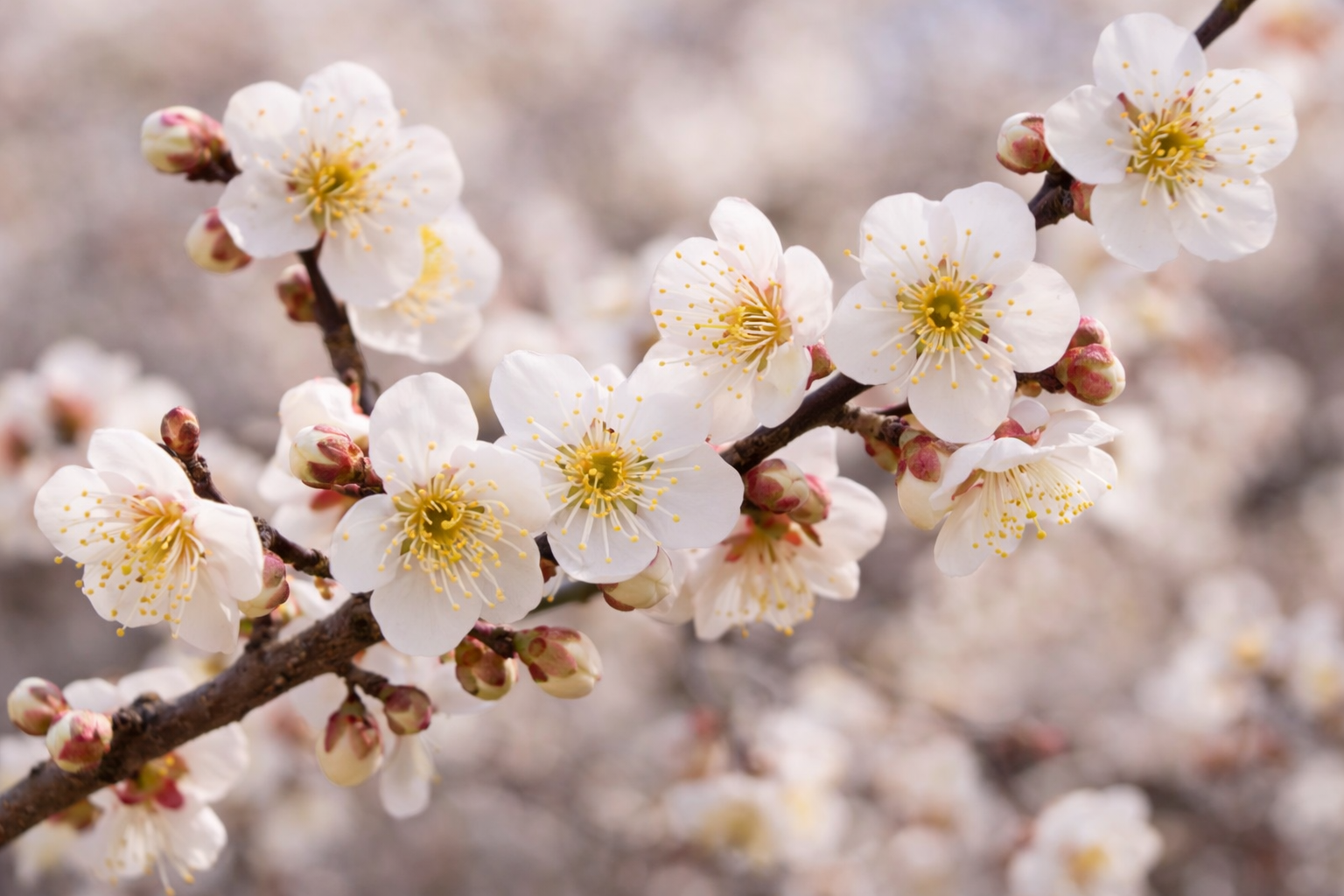 광양 매화축제 매화꽃, 흰 매화와 노란 수술