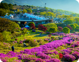 황매산 전경 철쭉 이미지 출처: 황매산 군립공원
