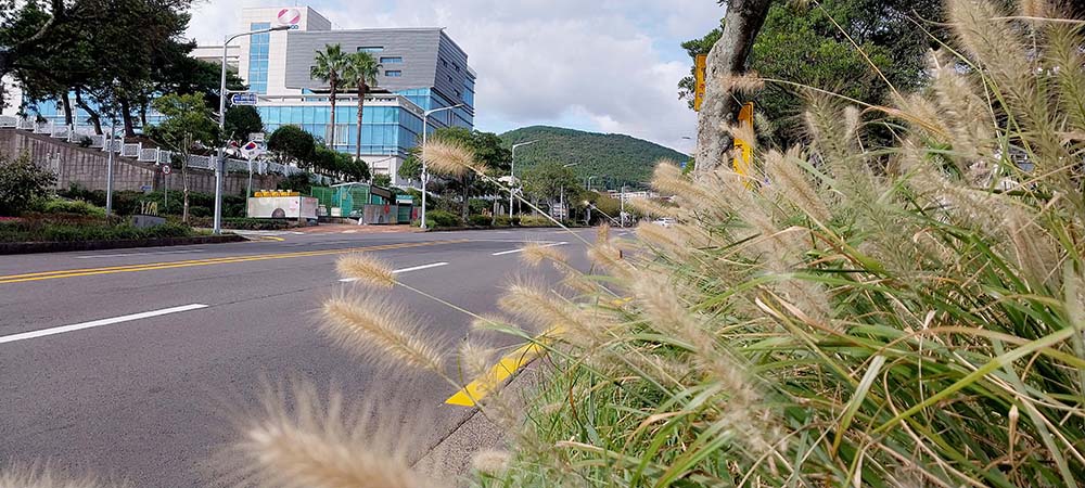 올레길 7-1코스 서호동 고근산