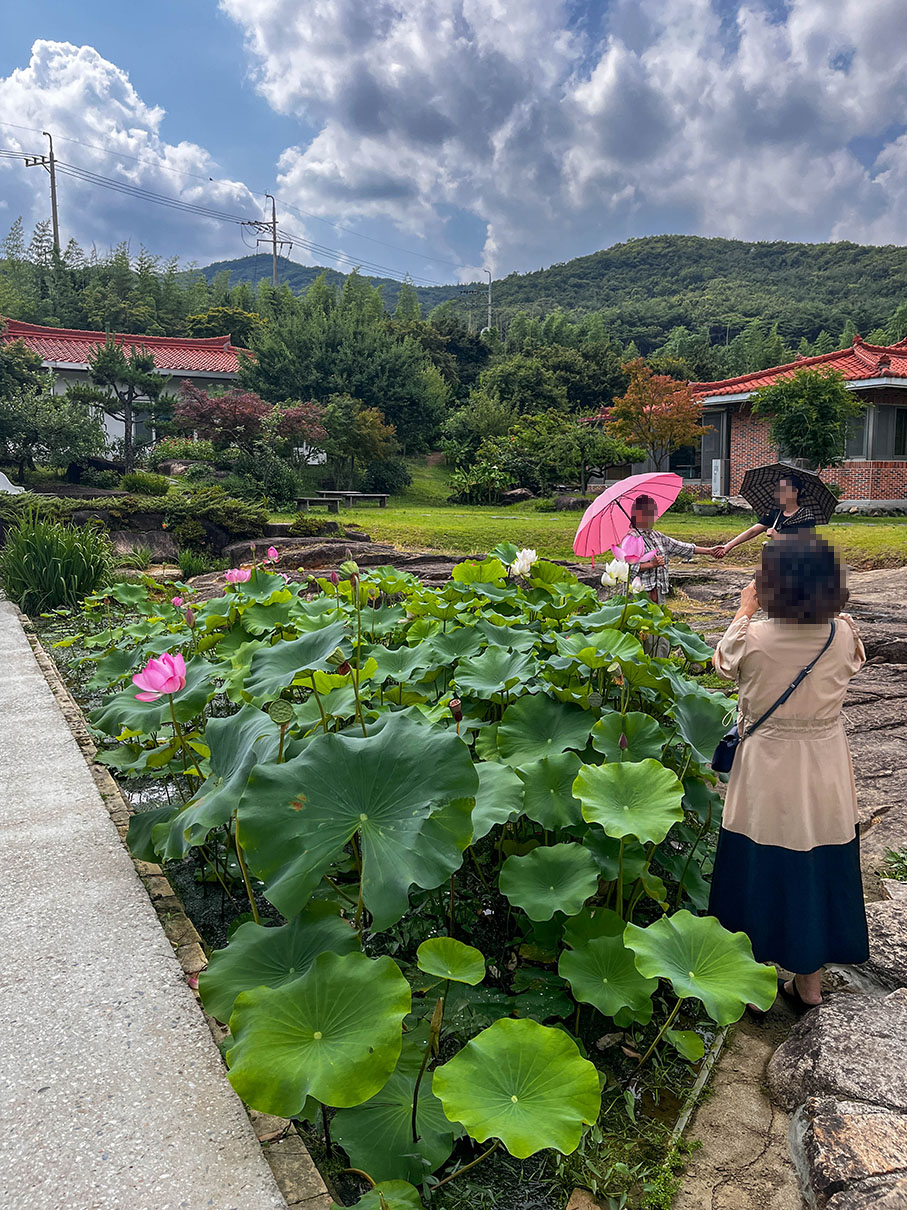 스타벅스 양산통도사점 별관 앞 연꽃