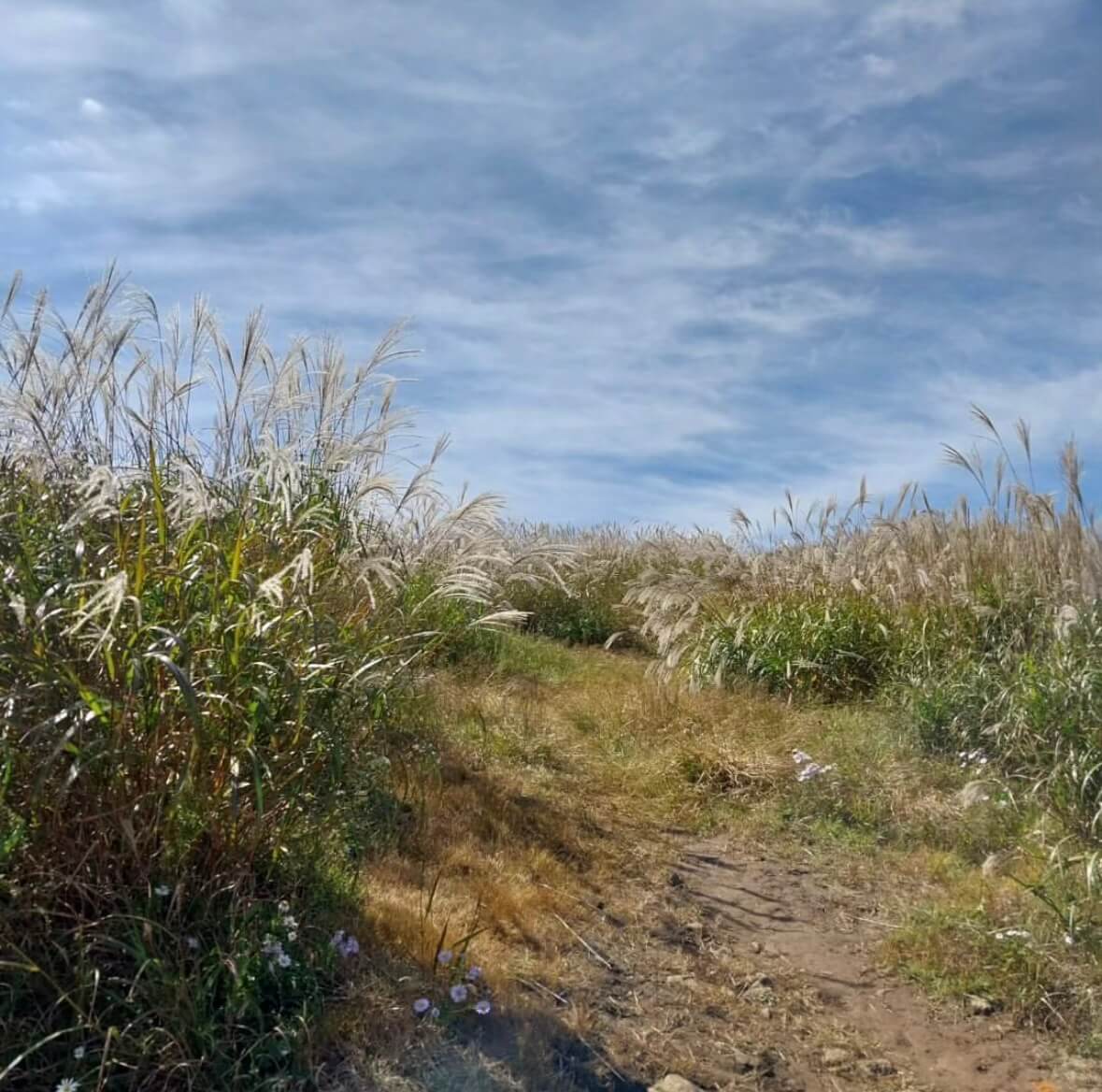 황매산 억새축제기간