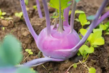 콜라비 효능 및 영양성분&amp;#44; 가격과 먹는법