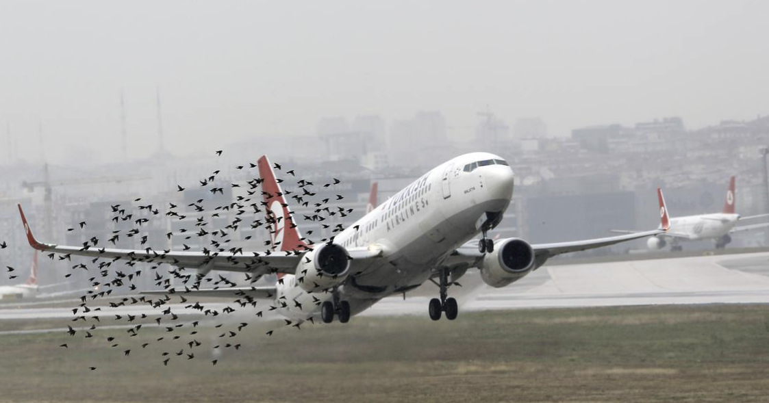 버드스트라이크(BirdStrike) 예방 방법