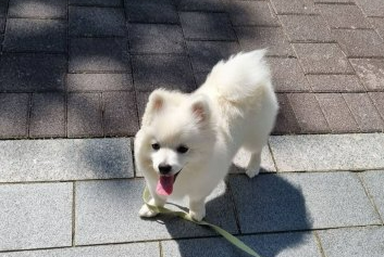 강아지 3