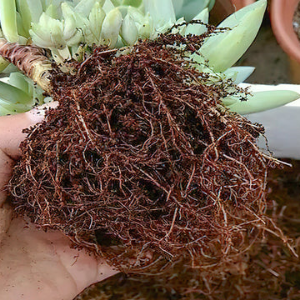 다육식물 분갈이 2단계 다육식물 뿌리 흙 털기