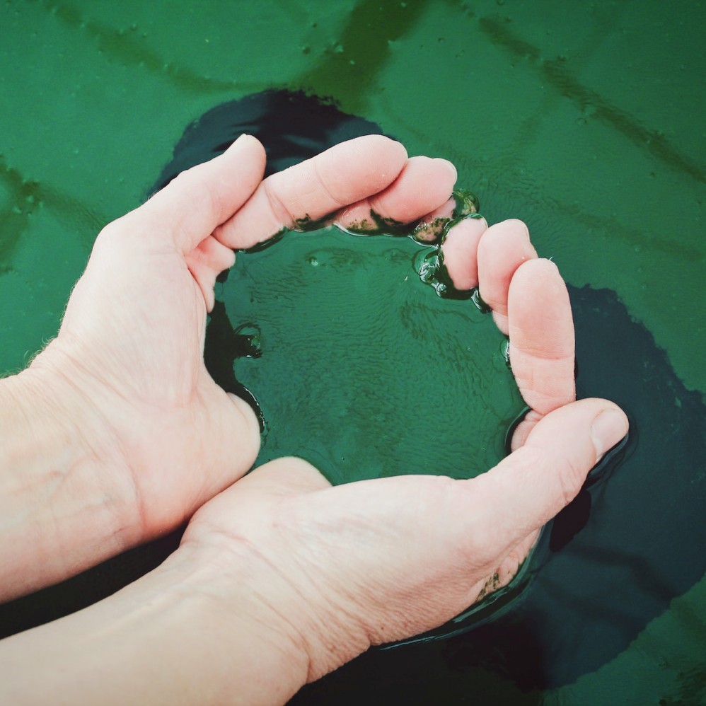 스피룰리나(Spirulina)를 손으로 들고 있는 사진
