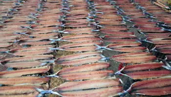 과메기 가격 및 효능&amp;#44; 영양성분과 주의점