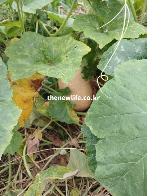 항산화 작용과 면역력에 도움을 주는 싱싱한 늙은 호박 실물 사진