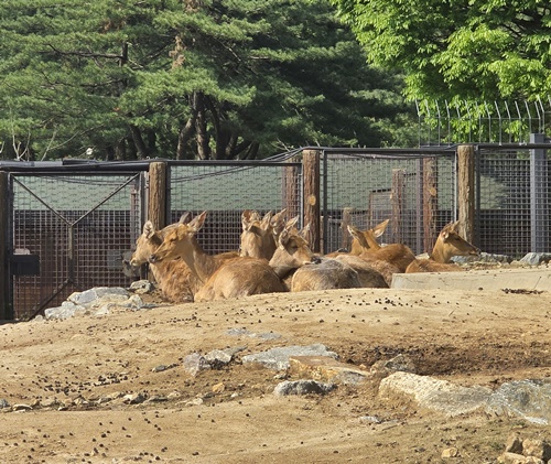과천서울대공원동물원사슴