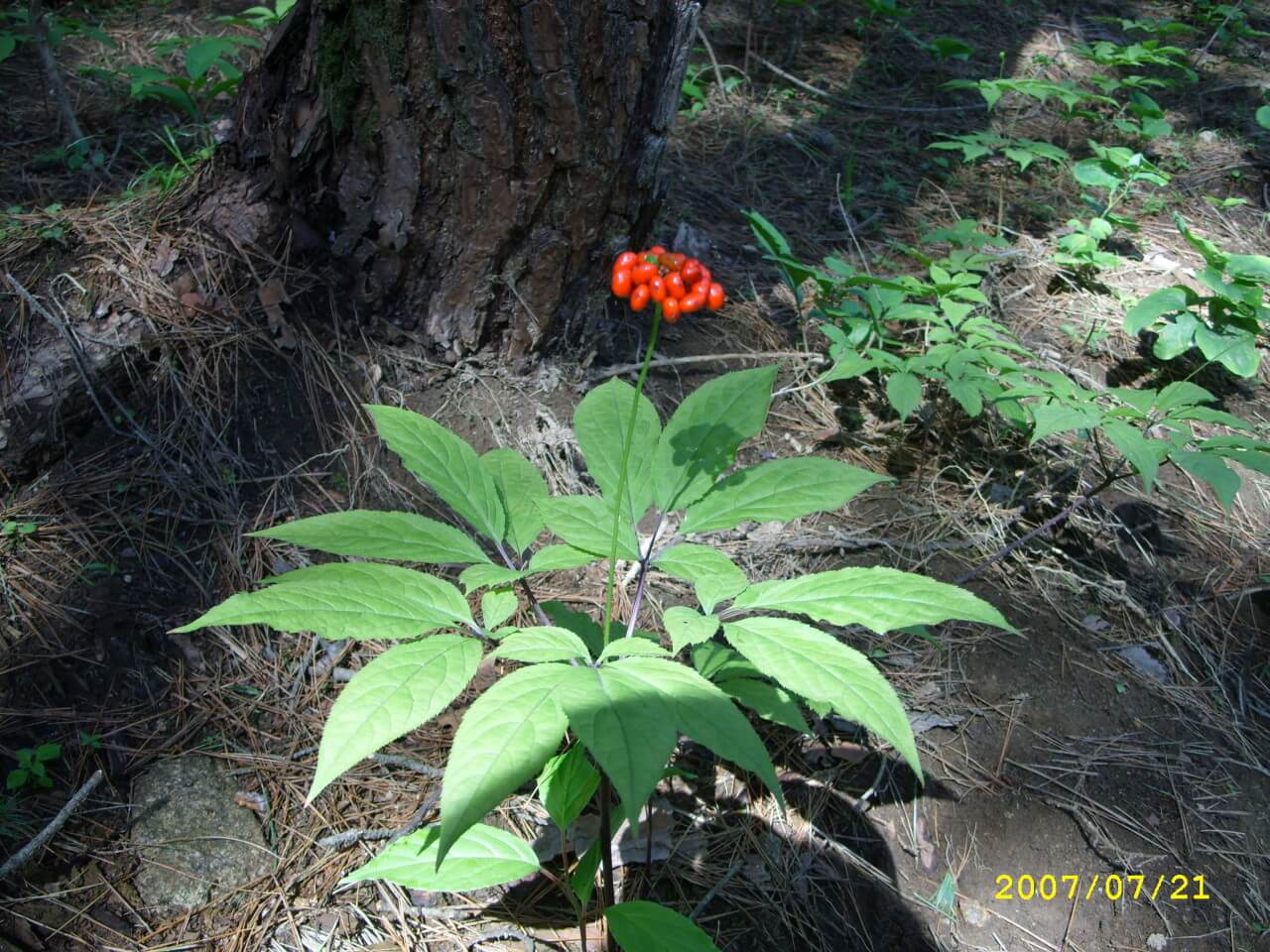 6시내고향 강원 평창 산양삼 구매방법 산삼어람