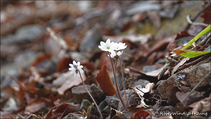 천성산 야생화 출사