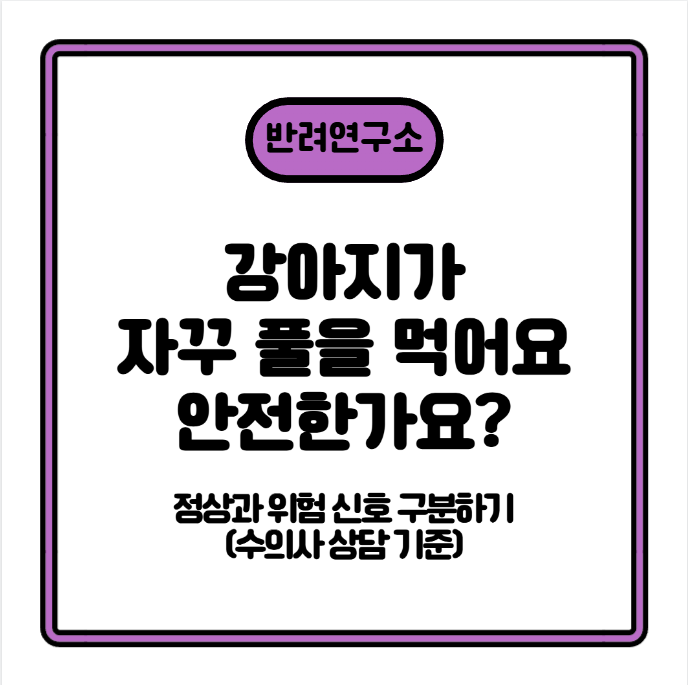 강아지가 풀을 먹는 이유? 정상과 위험 신호 구분하기 (수의사 상담 기준)