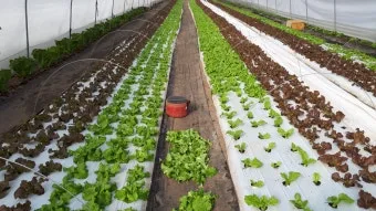 반려식물 입문 키우기 물주기 햇빛선택 기준 시니어에게 좋은 목록_6