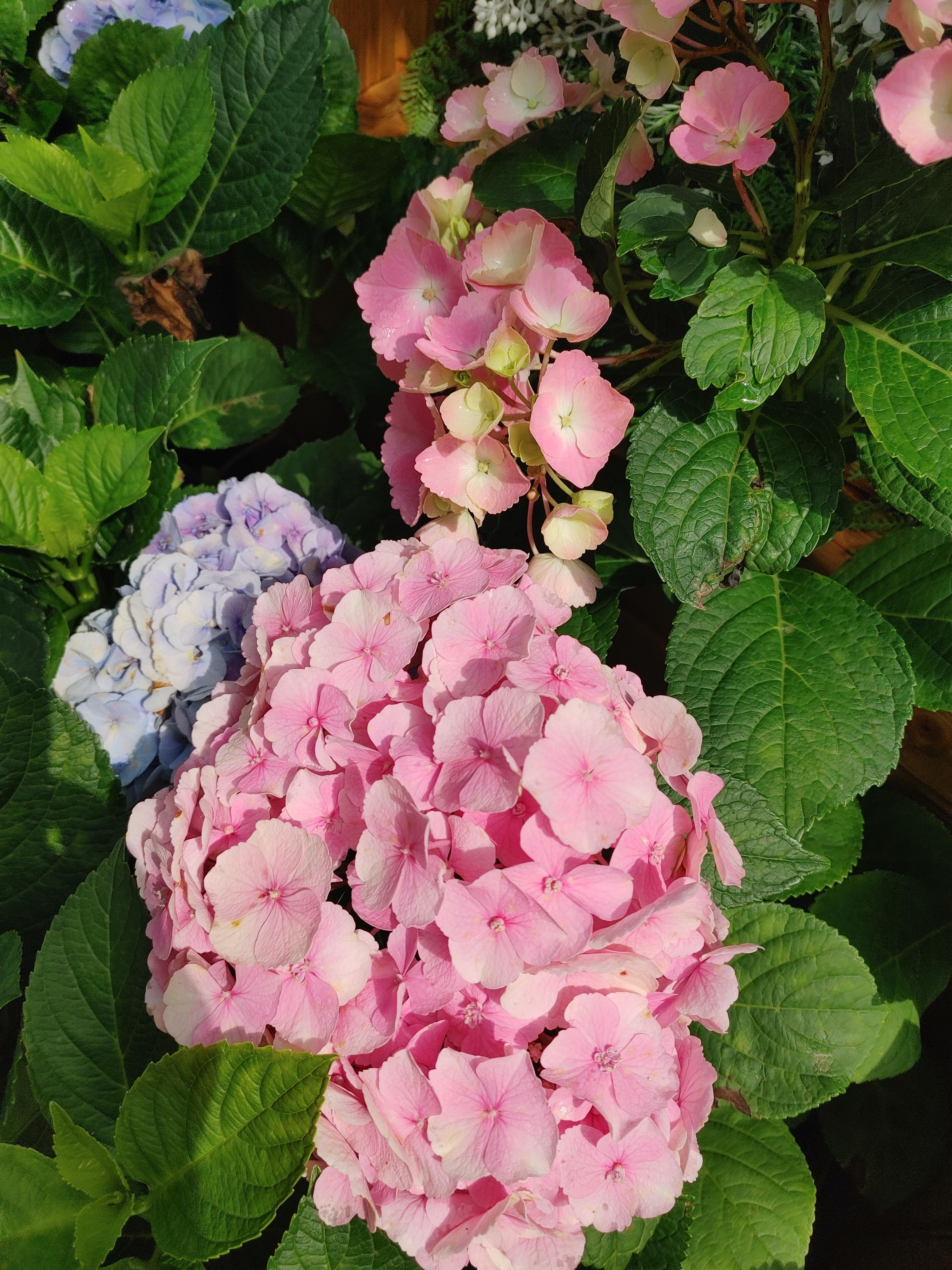 화담숲 예약방법 총정리!