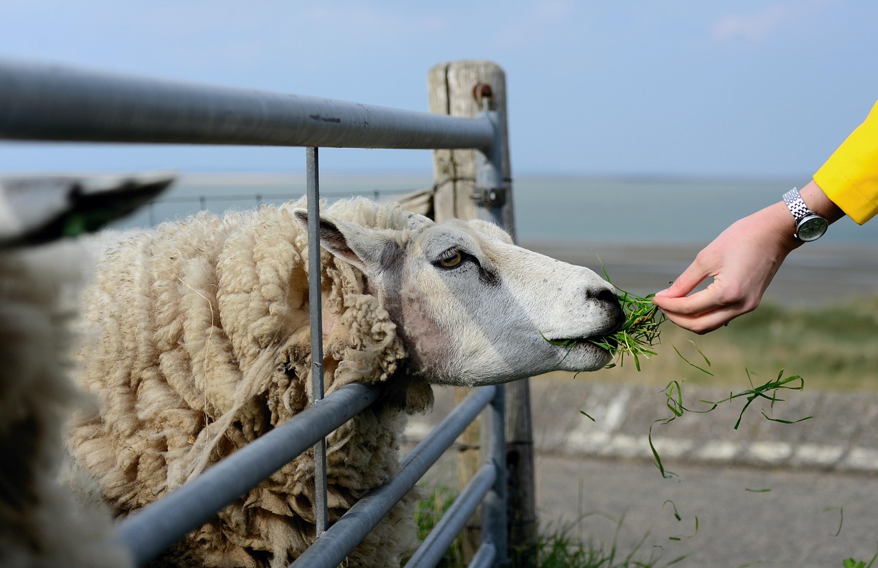 Daegwallyeong sheep farm