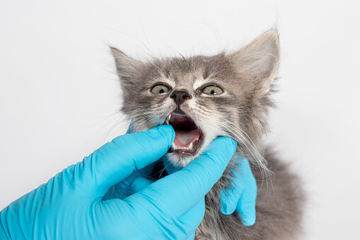 고양이 구내염 증상&#44; 원인&#44; 치료&#44; 예방