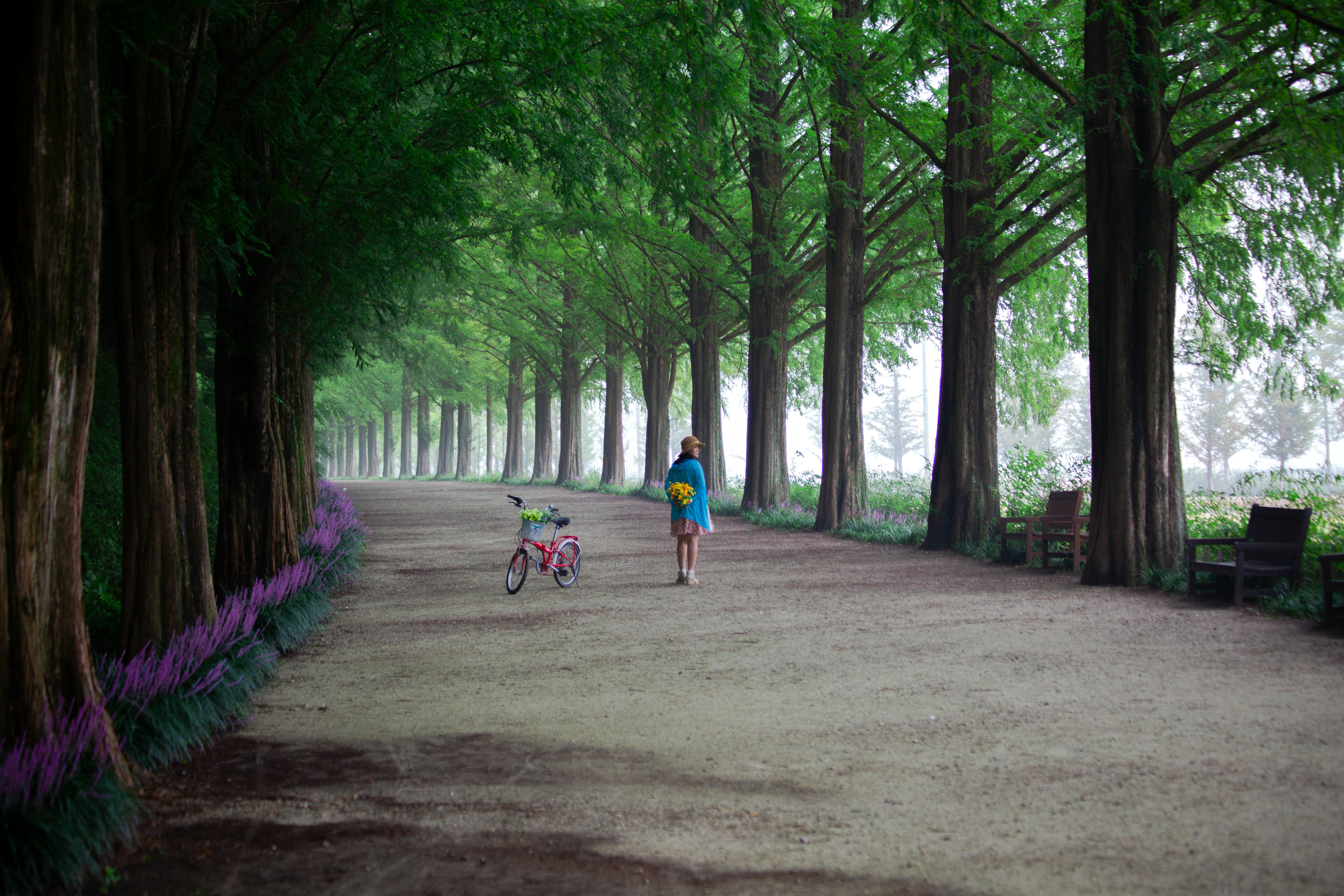 전남 담양 — 메타세쿼이아 길에서의 가을 산책
