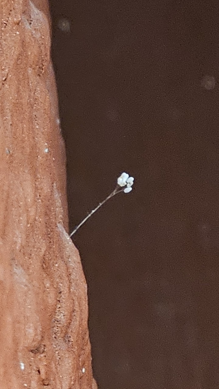 경남 양산 통도사에는 지금 &lsquo;우담바라 꽃이 피었다&rsquo;