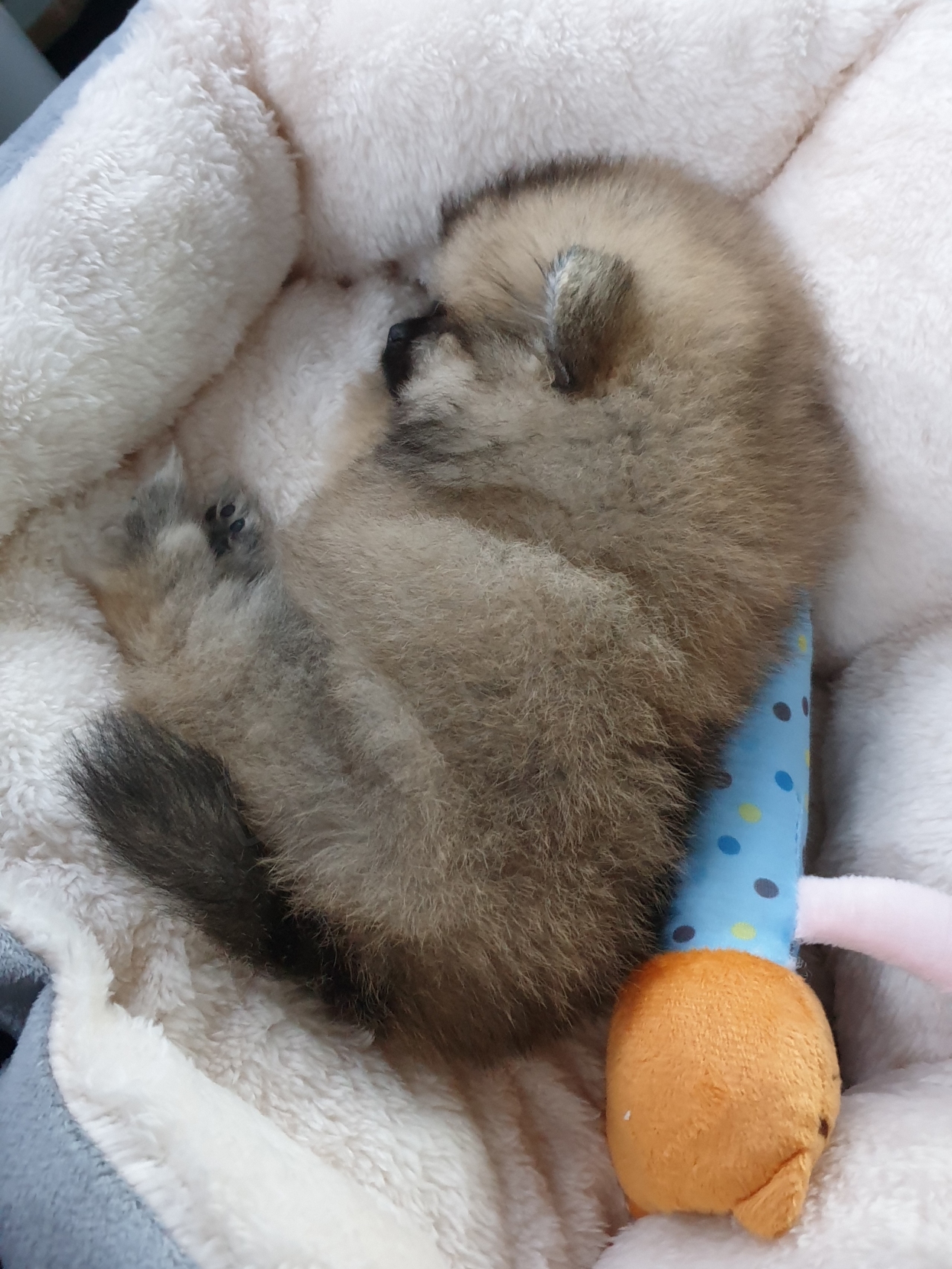 애착 인형과 함께 잠든 강아지의 모습