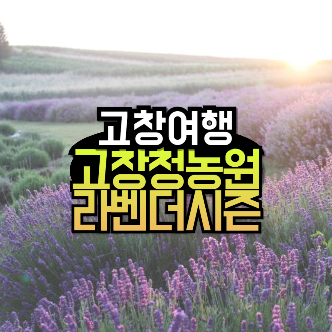 고창 청농원 라벤더시즌 축제 일정 입장료 주차장