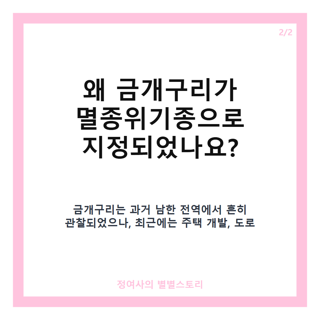 금개구리 멸종위기 보호와 서식지 확대를 위한 국내 방사 현황과 특징 소개 카드뉴스 3