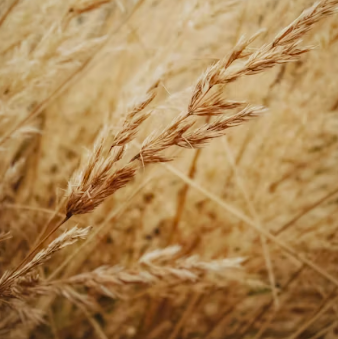 카무트 효소 효능 및 먹는법 총정리