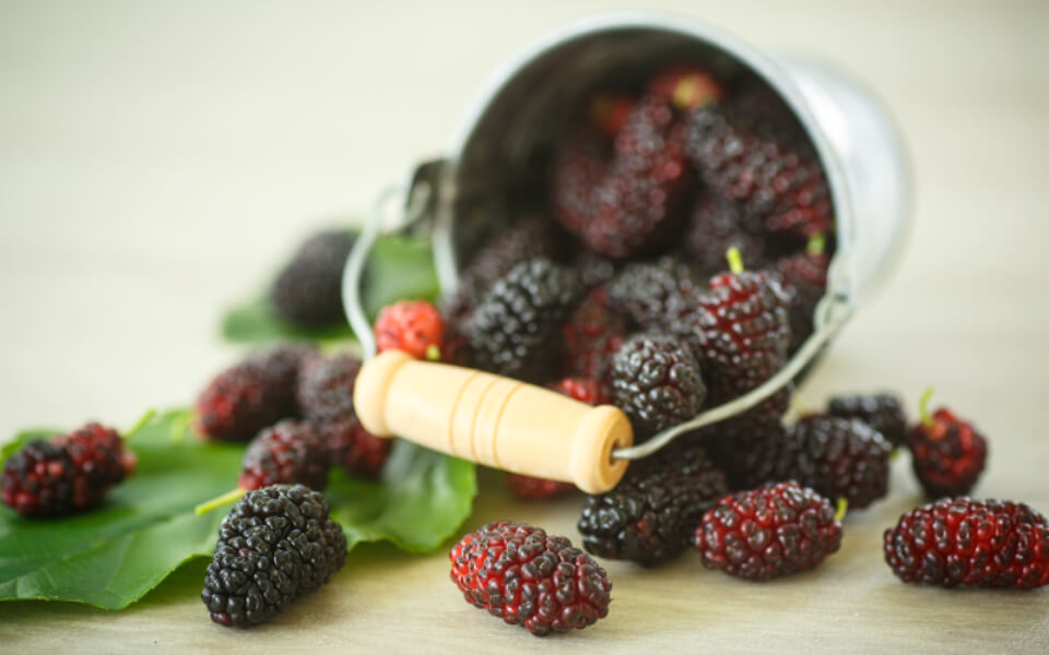 뽕잎과 오디열매가 자연스럽게 흩어져 있는 사진