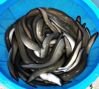 민물장어 가격 효능 민물장어 바다장어 차이 종류_7