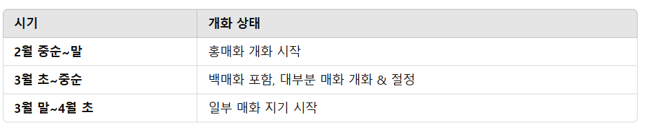 광양 매화 개화시기