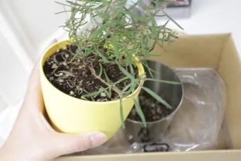 주방 허브 키우기 물주기 수확관리 세척보관 어르신도 간단 실천_9