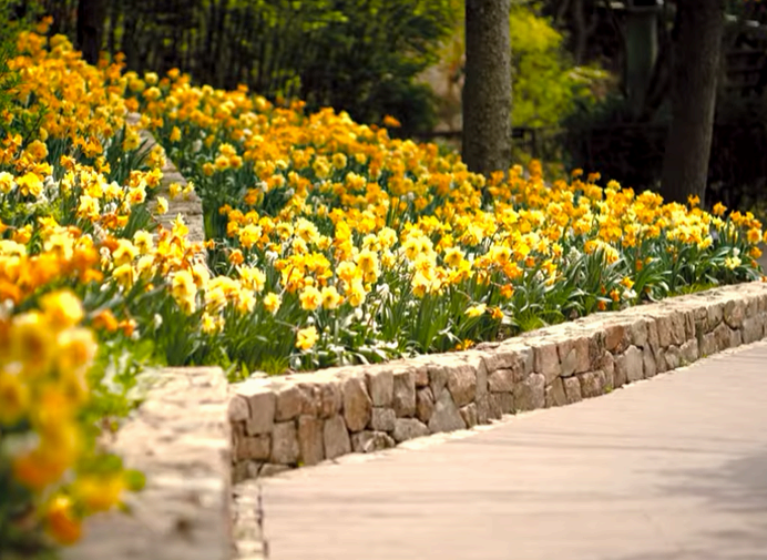 화담숲 봄 수선화 전경
