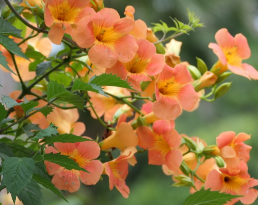 제주 비체올린 능소화 축제