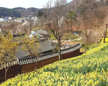 서산 유기방 가옥 수선화 축제_7