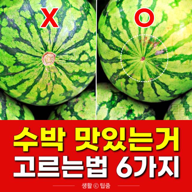 수박 맛있는거 고르기,수박 고르는법,팁줌