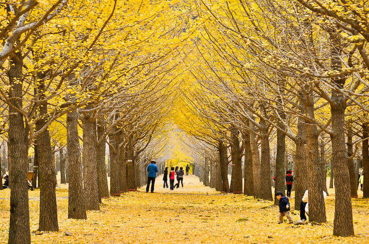 홍천은행나무숲