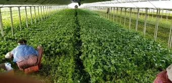 참나물 재배 반그늘 키우기 물 관리 잎 수확_3