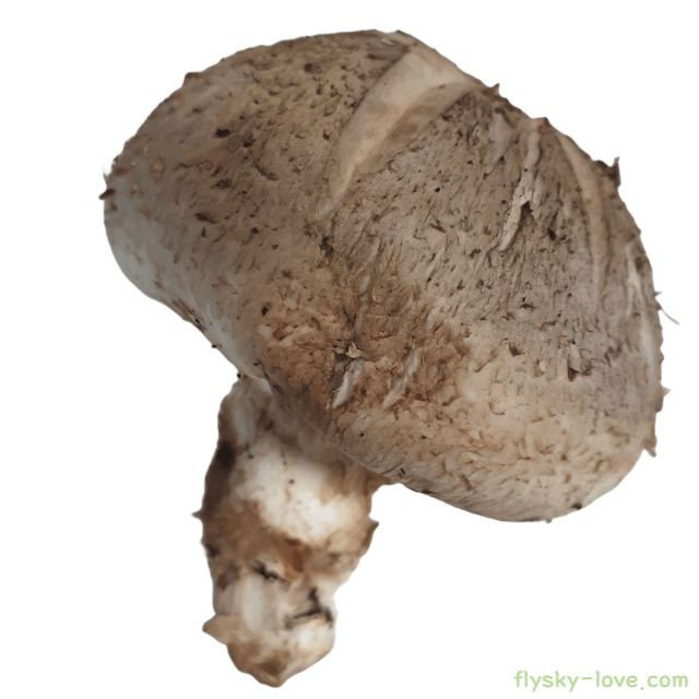 표고버섯 고르는 법