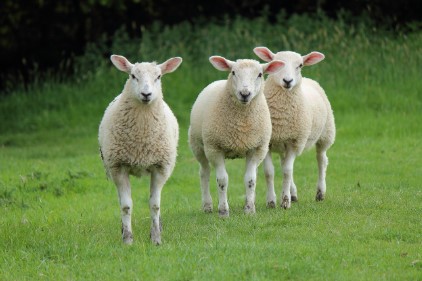 2026 양띠 신년운세 총정리 , 무료운세 사이트