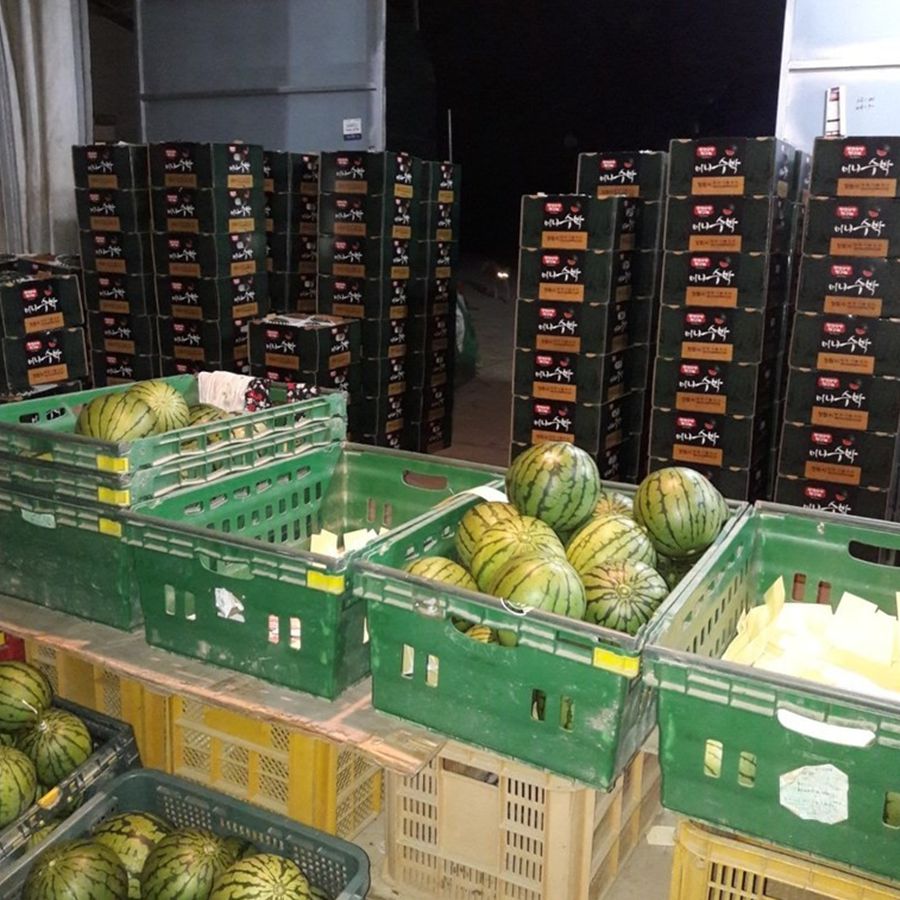 창원 애플수박농장