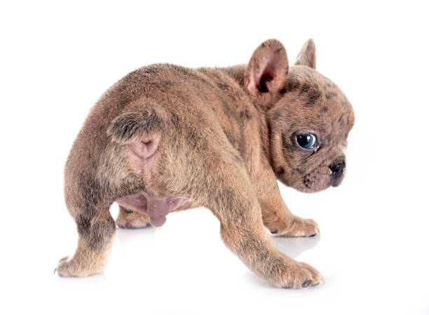 강아지 항문낭이란?