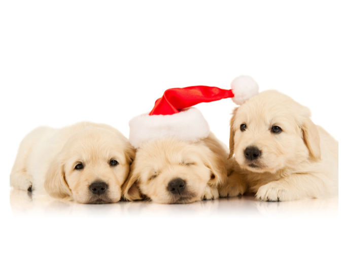 새끼 강아지 3마리