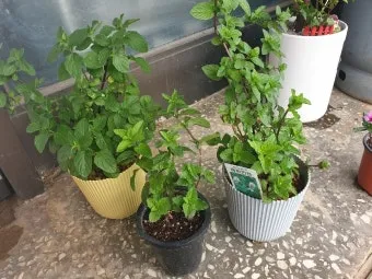 페퍼민트 키우기 물주기 삽목번식 햇빛관리 상쾌한 실내 허브_9