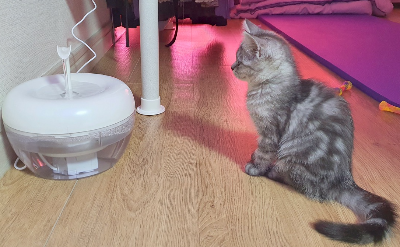 반려동물 정수기에서 흐르는 물을 경계하며 맞은편에 앉아있는 회색 아기 고양이 별찌의 모습