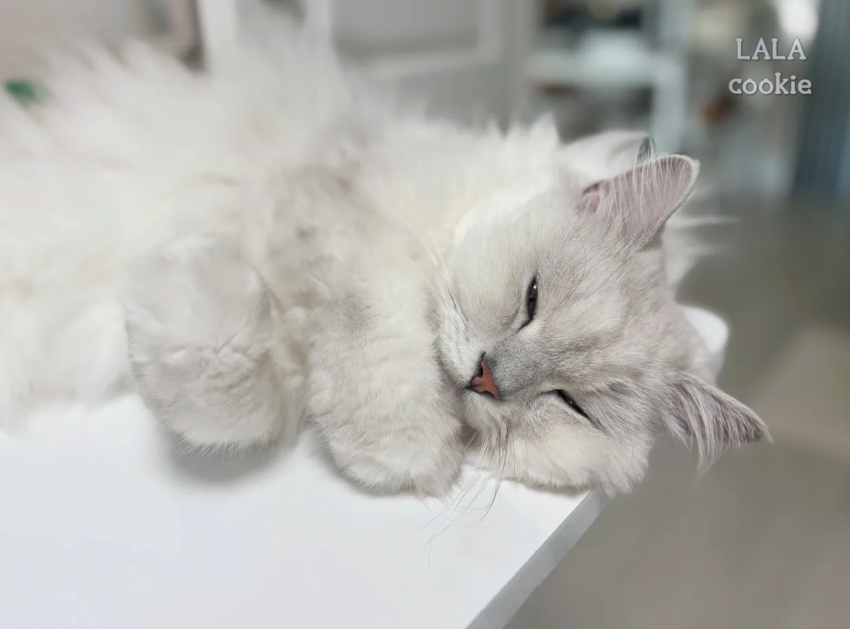 추석-고양이-케어-방법-잠자는-고양이-사진