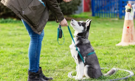 강아지/출처:어도비스톡