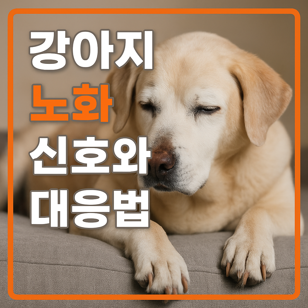 강아지 노화 신호와 대응법
