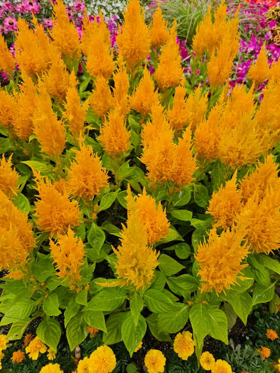 스마트 기술 활용 장애인 지원 정책