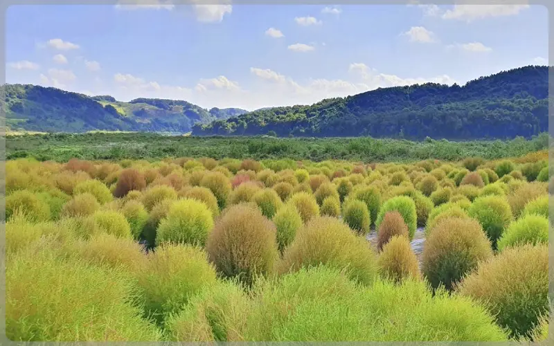 임진강 댑싸리공원_1